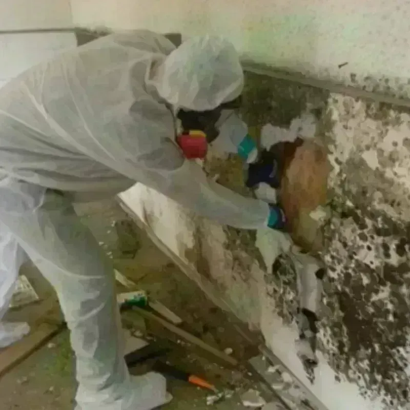 Mold Remediation and Removal in Allegan, MI